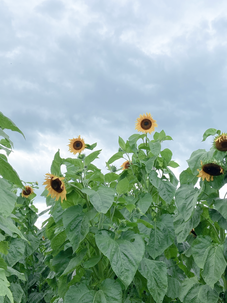 Sunflowers Quebec